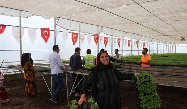 Şanlıurfa bu sene de ’acı’ya doyacak
