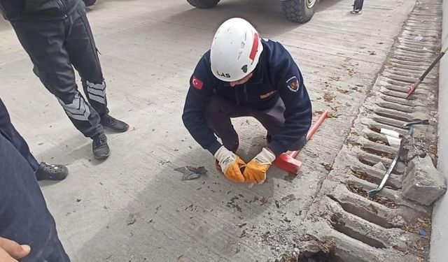 Şanlıurfa’da mazgala düşen yavru kedi kurtarıldı