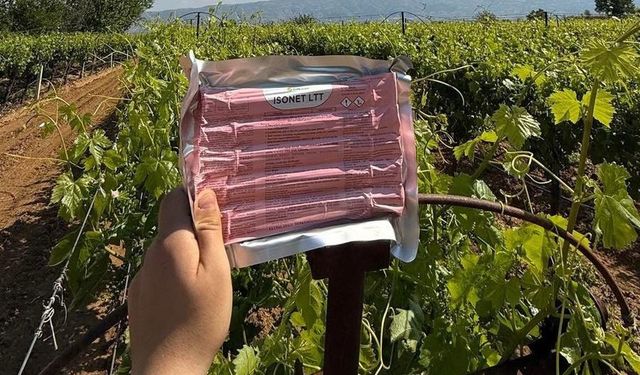 Sarıgöl’de bağlarda Japon tuzağı ile koruma başladı