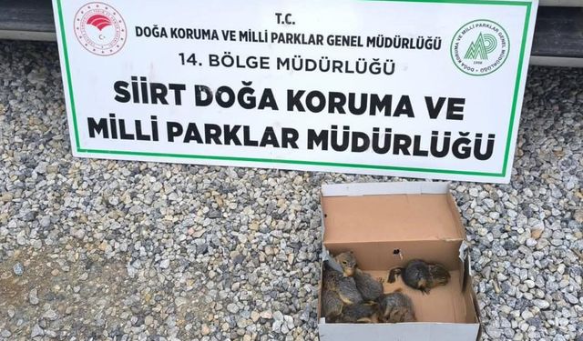 Siirt’te kaçak sincap avlayan şahsa 101 bin lira para cezası