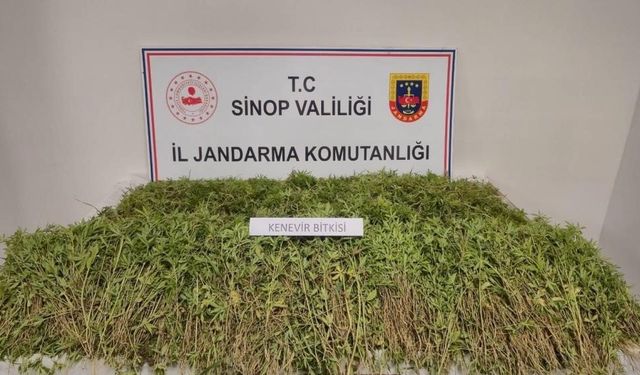 Sinop’ta bahçesinde 31 bin 265 kök kenevir ele geçen vatandaş konuştu: "Yasal ekilen kenevirden dökülen tohumlar"