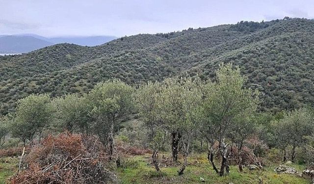 Sinop’ta Delice zeytin ağaçları ekonomik değere dönüşüyor