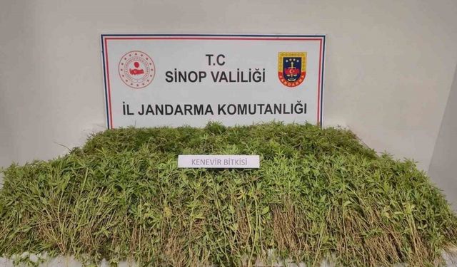Sinop’ta tarlada 31 bin kök kenevir ele geçirildi
