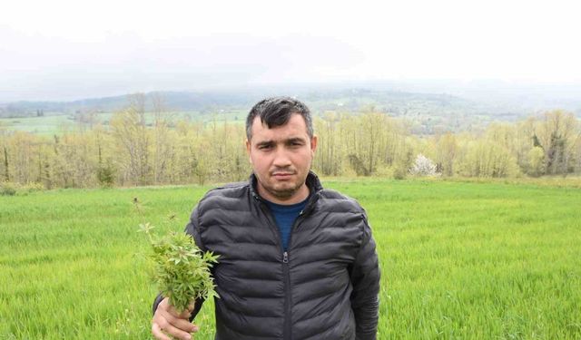 Sinop’ta tarlasında kenevir ele geçirilen çiftçi: "Yasa dışı iş yapmadık, valilik rencide etti"