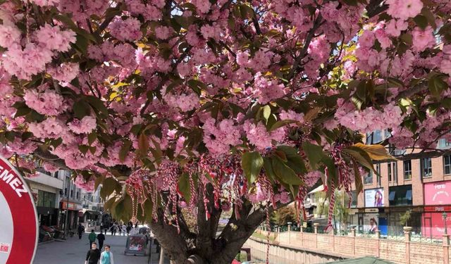 Süs erik ağacına ’Martenitsa’ bağlandı