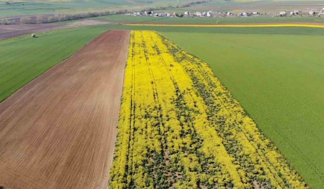 Tarla değil adeta tablo:Tekirdağ’da sarı bahar