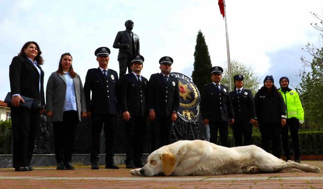 Taşova’da sokak köpeği törende polislerin yanında uyudu