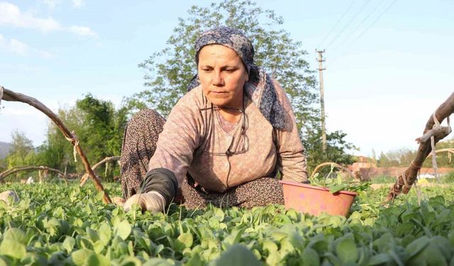 Tatık ve Pütün’den tütün firmalarına ortak çağrı; "Avans yoksa üretim de yok"