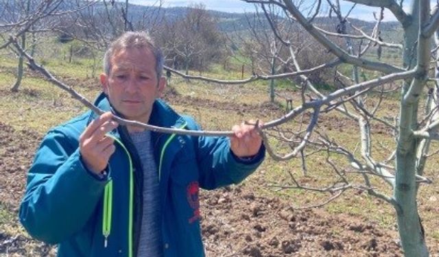 Tavşanlı’da zirai don hasar tespit başvuruları başladı