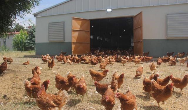 Tavuk yumurtası üretimi yıllık yüzde 10,8 azaldı