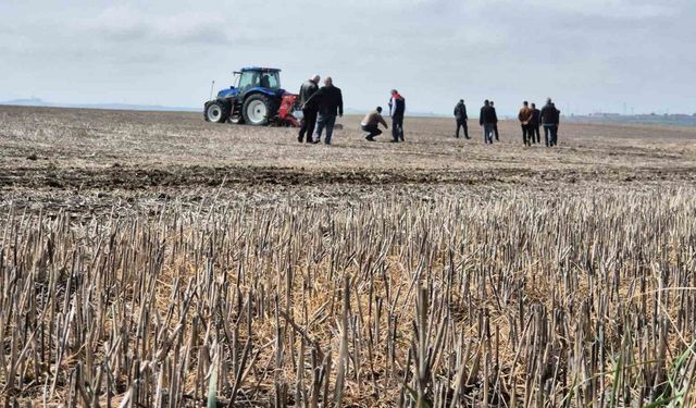 Tekirdağ’da anıza ekim dönemi: Anıza ekim Türkiye’ye örnek olacak