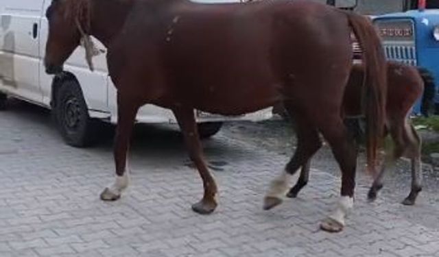 Tekirdağ’da başıboş atlar sürücülere zor anlar yaşatıyor