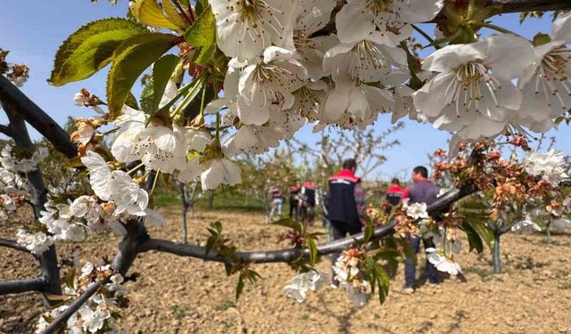 Tekirdağ’da don zararıyla ilgili üreticiler bilgilendirildi