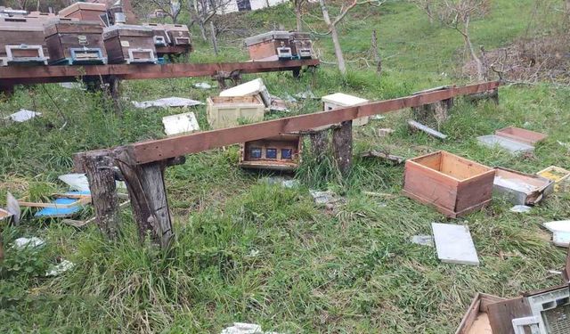 Türkeli’de ayı saldırısı: 23 arı kovanı parçalandı
