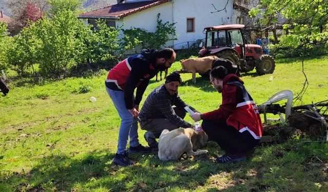 Türkeli’de sahipli köpeklere mikroçip uygulaması