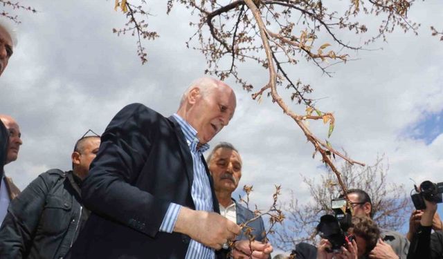 TZOB Genel Başkanı Bayraktar: "Kayısıda yüzde yüzlere varan zarar tespit ettik"