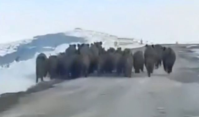 Yaban domuzları sürü halinde görüntülendi, vatandaşların şaşkınlığı kameraya yansıdı