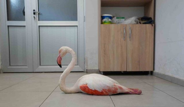 Yaralı flamingo tedavi edilerek doğal yaşama geri bırakıldı