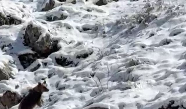 Yayla evlerini tahrip eden ayılardan biri kaçarken görüntülendi: Köpek sesi çıkararak ayının dikkatini çekmeye çalıştı