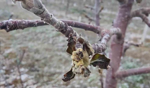 Zirai don mağduru üreticilerin bahçelerinde inceleme başlatıldı