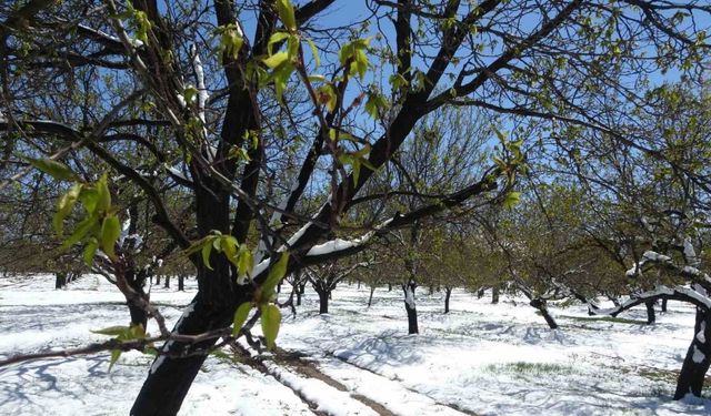 Zirai donun etkili olduğu Malatya’da hasar tespit çalışmaları sürüyor