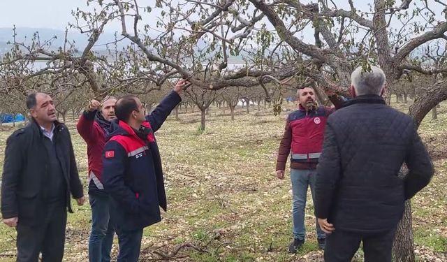 Zirai donun vurduğu Adıyaman’da meyve bahçelerinde hasar tespiti sürüyor