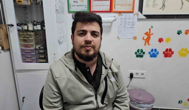 Zonguldak’ta kediye altın diş yapıldı