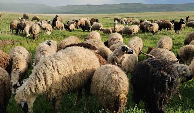 Adilcevaz’da yayla zamanı: Besiciler 7 aylık göçe başladı