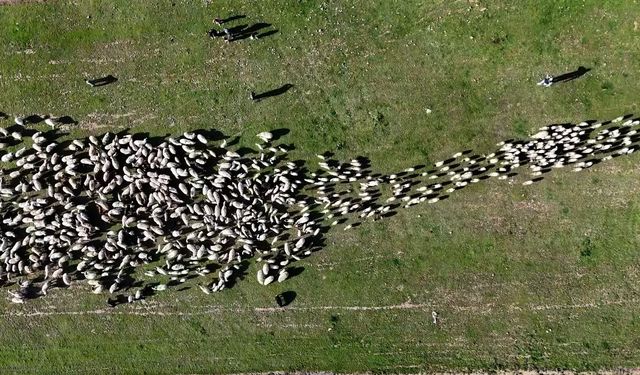 Ahlat’ta koyun ve kuzuların buluşması havadan görüntülendi