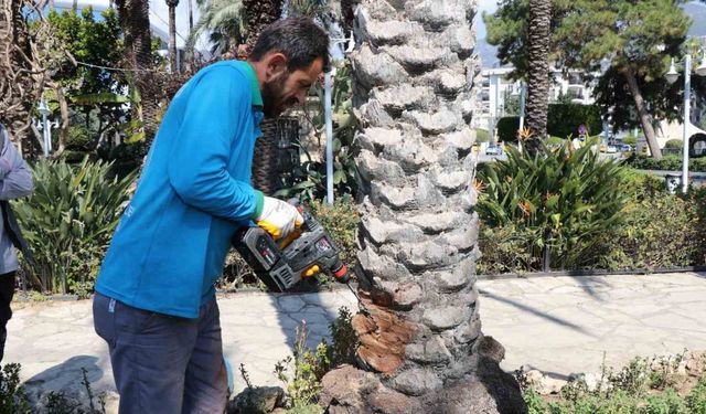 Alanya’da hurma ağaçlarına endoterapiyle uzun süreli koruma yapıldı