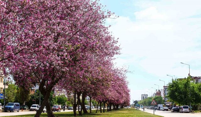 Antalya yaz renklerine bürünüyor