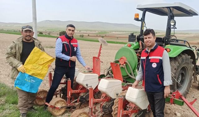 Ayçiçeği ekimlerini yerinde takip ediliyor