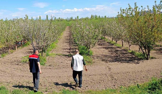 Beyşehir’de meyve bahçeleri hastalık ve zararlılara karşı yakından takip ediliyor