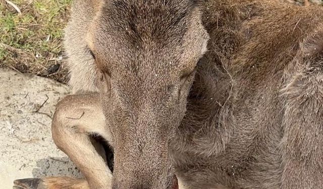 Bolu’da 3 ayda 15 yaban hayvanı tedavi edilerek doğaya salındı