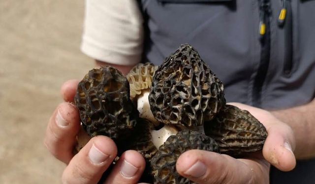 Bozkır’da sahada Kuzu Göbeği incelemesi