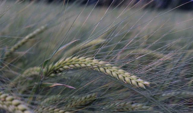 Buğday rekoltesine ilişkin ilk tahmin Hububat Kongresi’nde yapıldı