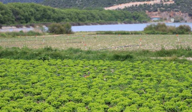Bursa’da göl havzasındaki "yasa dışı" tarıma ilişkin DSİ’den açıklama