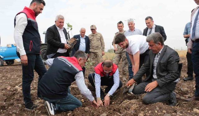 Cizre’de 2,5 milyon TL değerinde 50 çiftçiye verilen badem ve fıstıkların dikimi yerinde inceleme