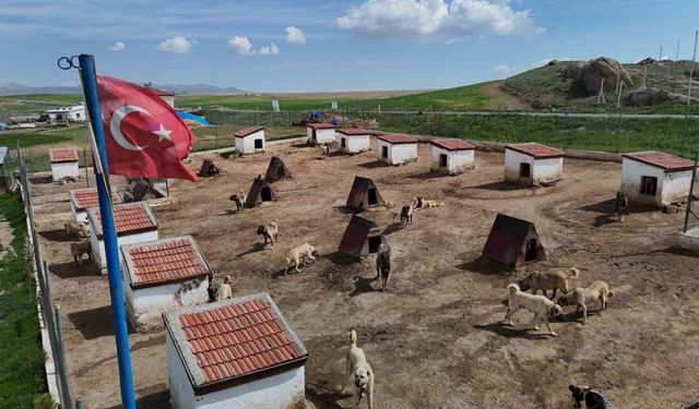 Dünyada eşi benzeri bulunmayan Kangallara Ortadoğu ülkeleri talip oldu