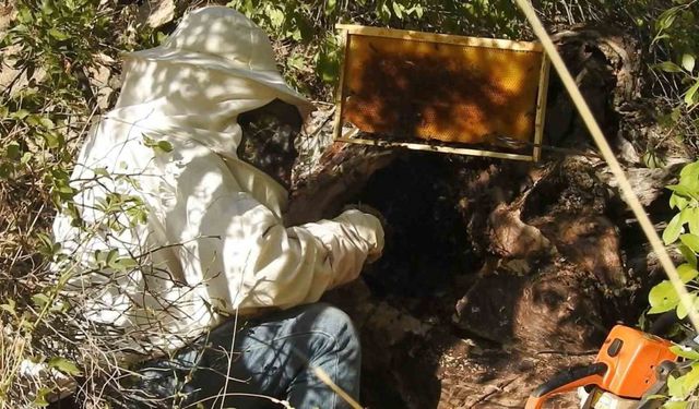 "Dünyanın en tatlı işi" bal avcıları