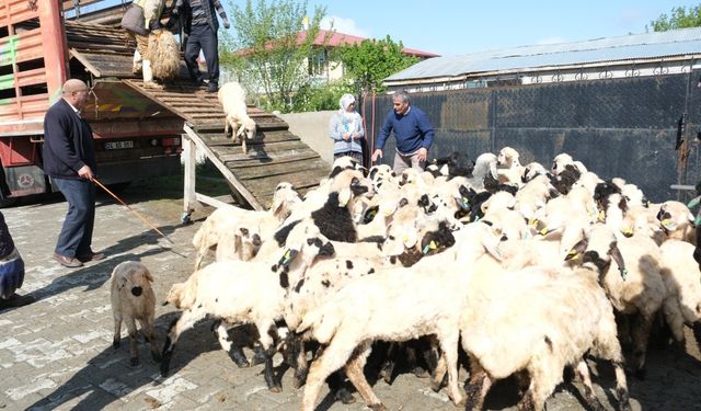 Erzincan’da yayla göçü başladı: Şavaklı üreticiler emek yolculuğunda