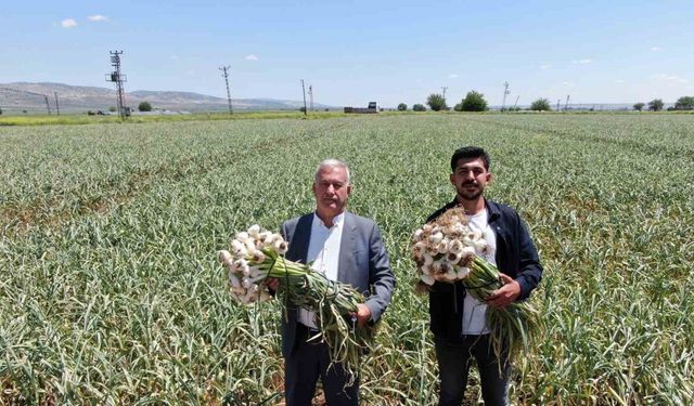 Gaziantep’te AB tescilli Araban sarımsağının hasadı başladı