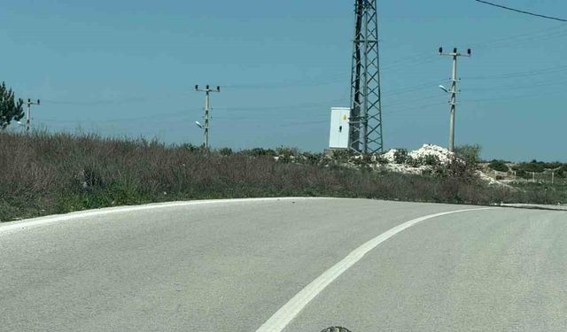 Kaplumbağalara karşı sürücüler uyarıldı