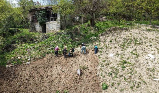 Karadeniz kadınının zorlu mesaisi başladı