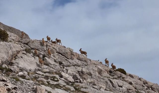Kayalıkları mesken tutan yaban keçileri havadan görüntülendi