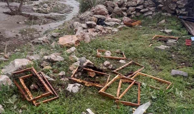 Kayseri’de ayılar arı kovanlarına saldırdı