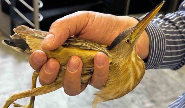 Kayseri’de nesli tükenmekte olan balaban kuşu görüldü
