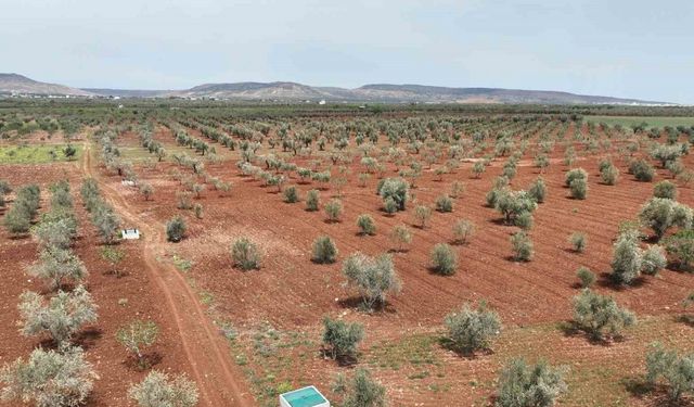 Kilis’te atık sular can suyuna dönüşüyor