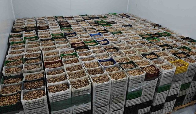 Kuru incir ihracatı yüzde 28 büyüdü