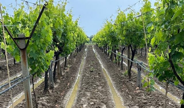 Manisalı bağcılara külleme ve mildiyö hastalığı uyarısı